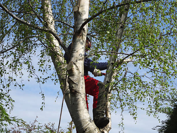 Best Tree Trimming and Pruning  in Mountain Home Af, ID